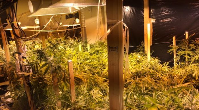 Hollister decides on cannabis dispensary