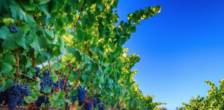 Rhone-style wines in Santa Clara Valley wineries. Grenache grapes, including these on Sarah’s Vineyard,
