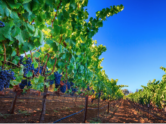 Rhone-style wines in Santa Clara Valley wineries. Grenache grapes, including these on Sarah’s Vineyard,