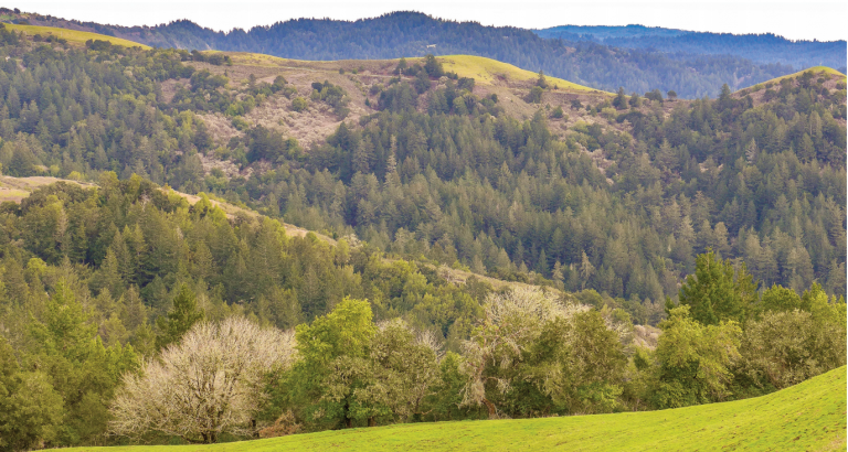 russian ridge ron erskine