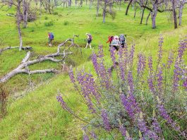 Hikers in Henry Coe