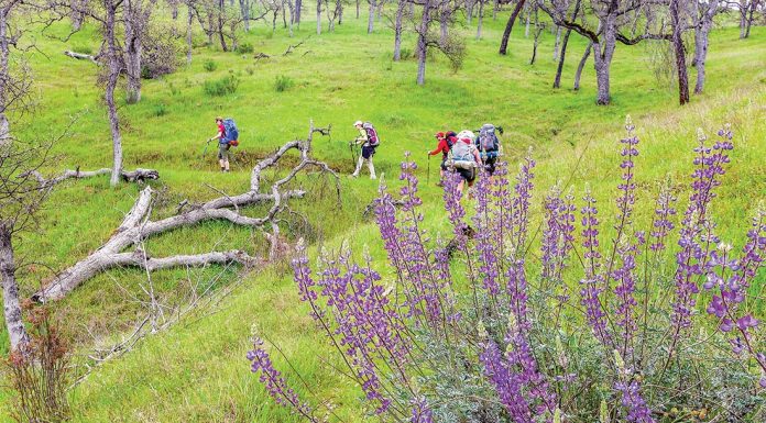 Hikers in Henry Coe