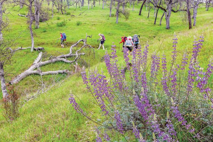 Hikers in Henry Coe