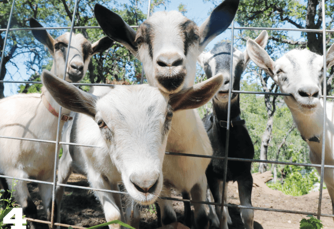 alpine goats on bell hill farm look through fence