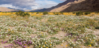 MOTHER LODE A calendar-worthy scene of flowers carpeting the desert floor reaching into the distance at Anza Borrego Desert State Park in the Colorado Desert.
