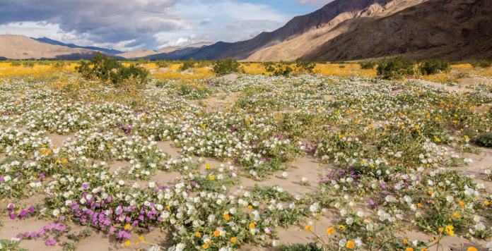 MOTHER LODE A calendar-worthy scene of flowers carpeting the desert floor reaching into the distance at Anza Borrego Desert State Park in the Colorado Desert.