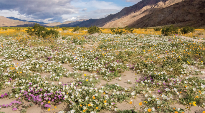 MOTHER LODE A calendar-worthy scene of flowers carpeting the desert floor reaching into the distance at Anza Borrego Desert State Park in the Colorado Desert.