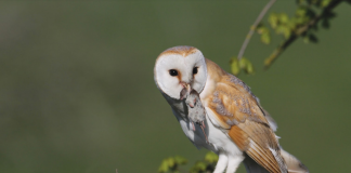 Humane Animal Controls