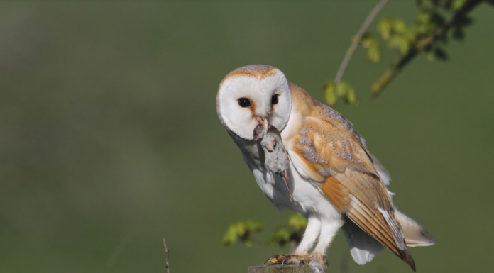 Humane Animal Controls