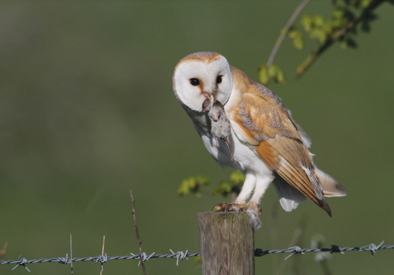 Humane Animal Controls