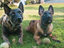 San Benito County set to update animal ordinance