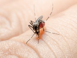 West Nile virus found in San Benito County