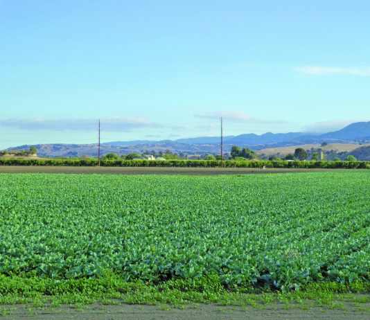 Crop Report: A rich bounty