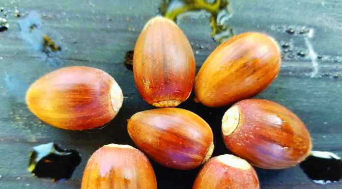 A bumper crop of native seeds