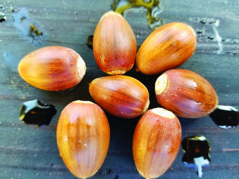 A bumper crop of native seeds