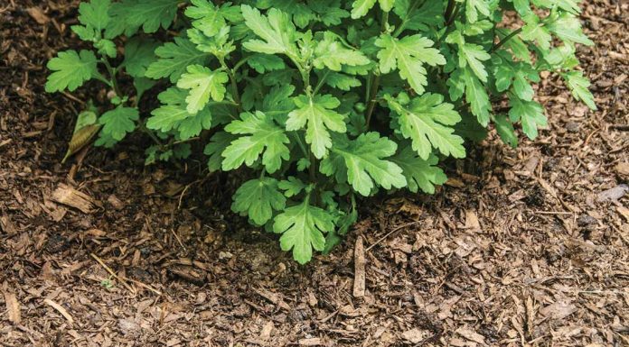 Prepping the garden for winter