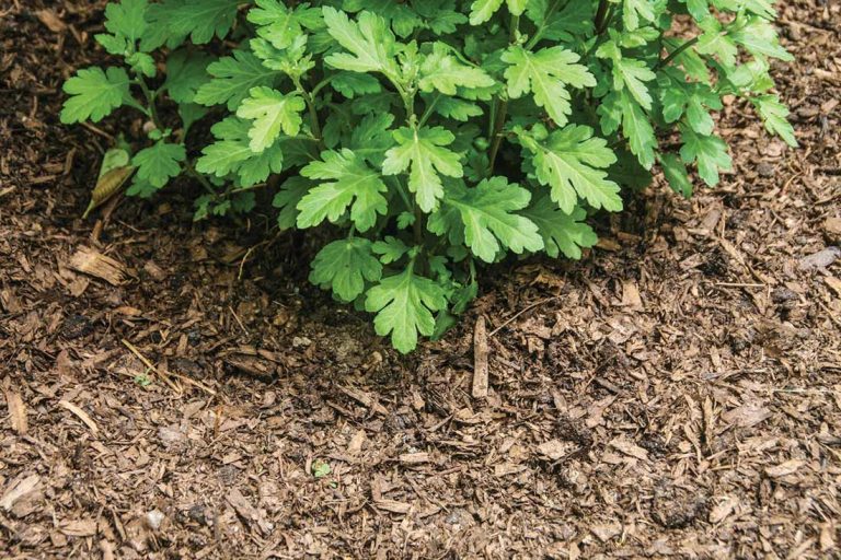 Prepping the garden for winter