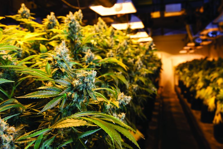 What’s up with cannabis?