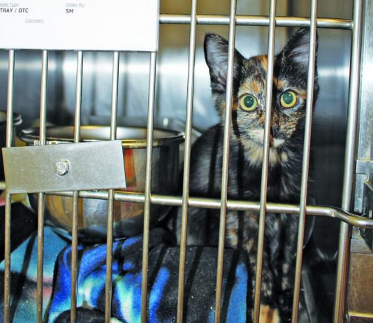 Hollister teen arrested for animal cruelty