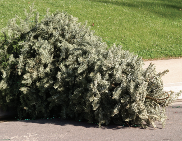 Christmas re-tree-val