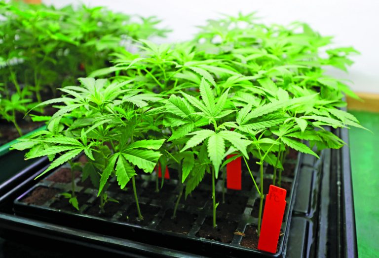 Cannabis cultivation headed to Dec. 11 vote