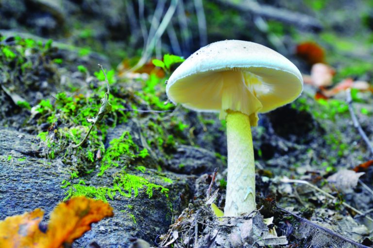 State urges caution with wild mushrooms