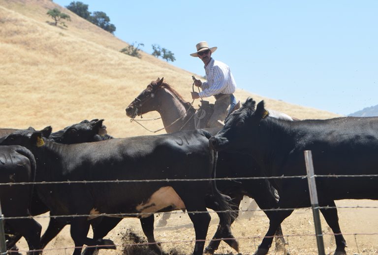 End of May is payday for cattle ranchers