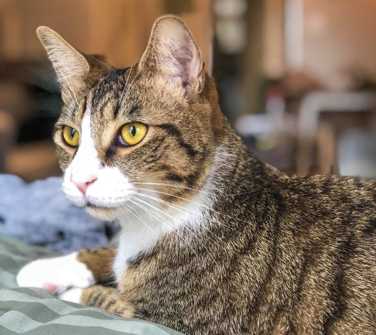 Keep pets safe during the holiday