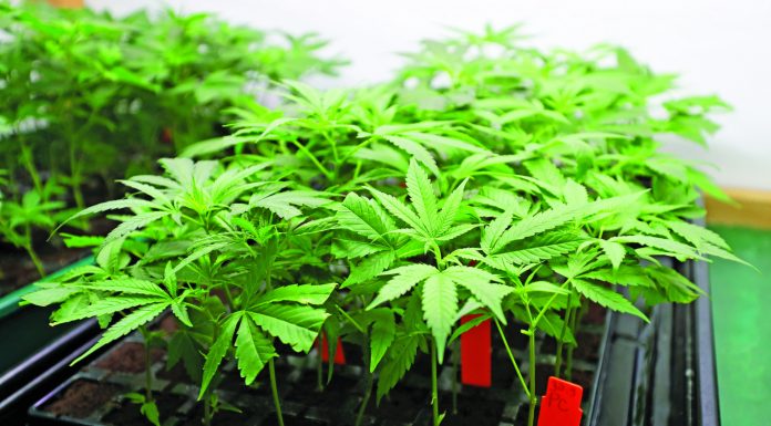 Commercial cannabis plan coming to SBC in Nov