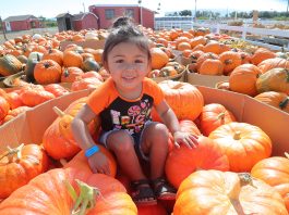 Prime picking for pumpkins