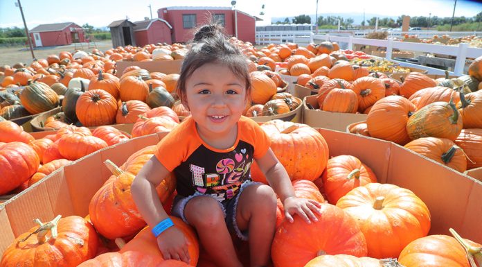 Prime picking for pumpkins
