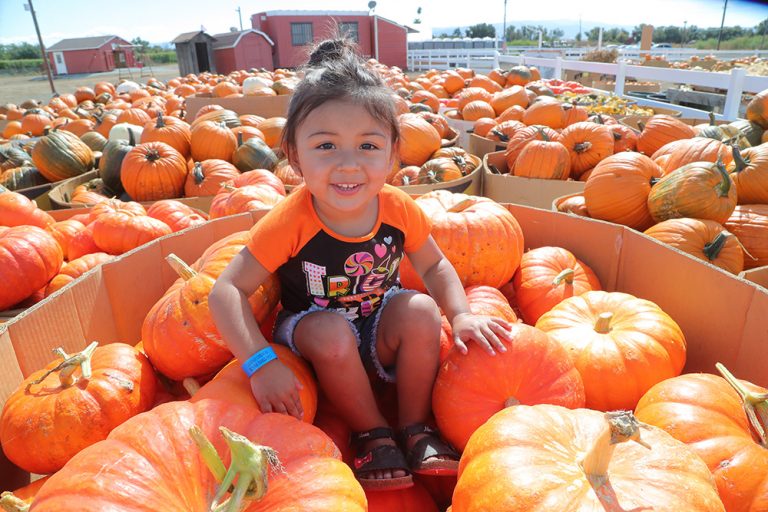 Prime picking for pumpkins