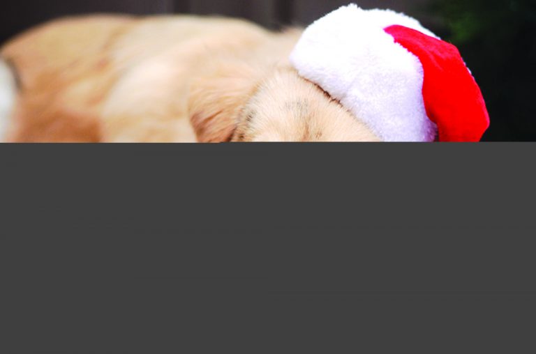 Support rescued animals at  ‘Petography’ event