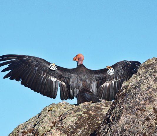 Condor shooting under investigation in Hollister