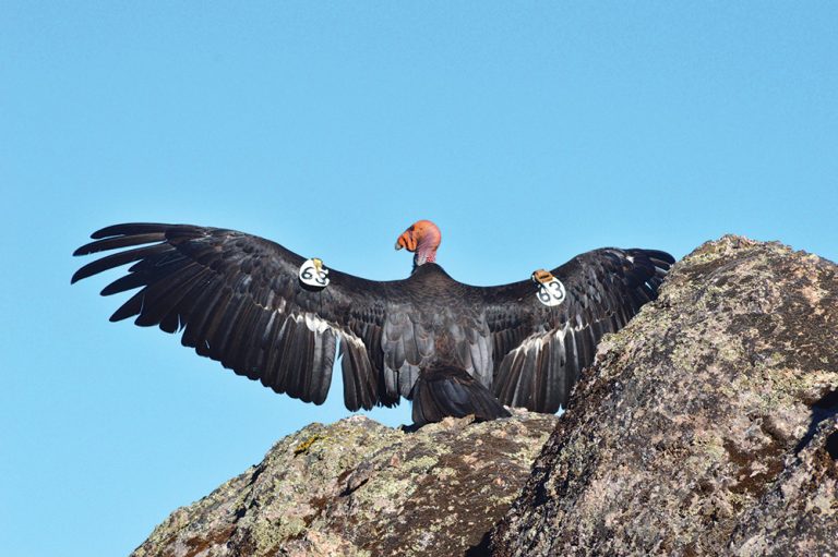 Condors at Pinnacles dodge drone