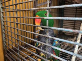 Authorities rescue neglected exotic pet bird