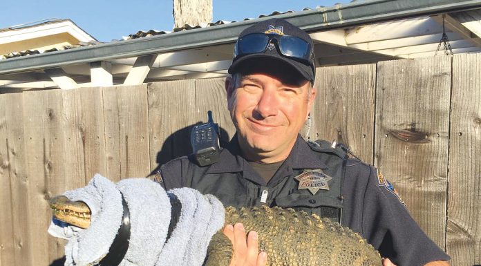 Police find alligator in Hollister home
