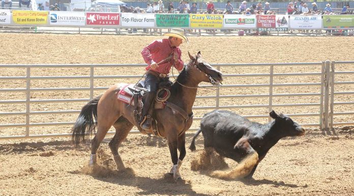 Saddle Horse Show & Rodeo returns with new activities