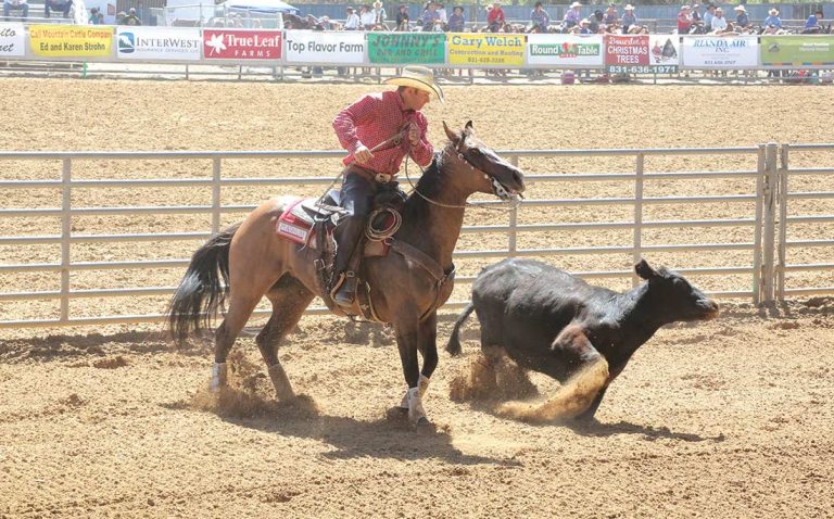 Saddle Horse Show & Rodeo returns with new activities