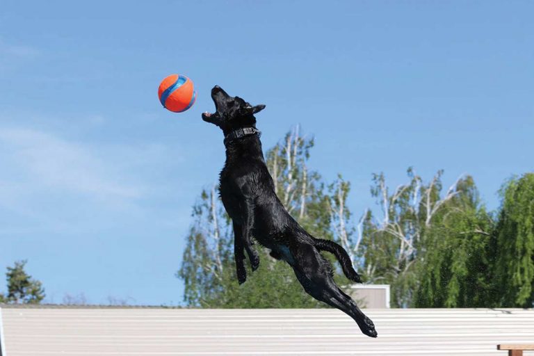Dog sports organization marks decade of dock jumping