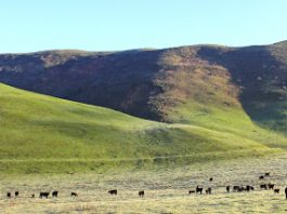 Panetta asks BLM to drop plan to allow oil/gas wells