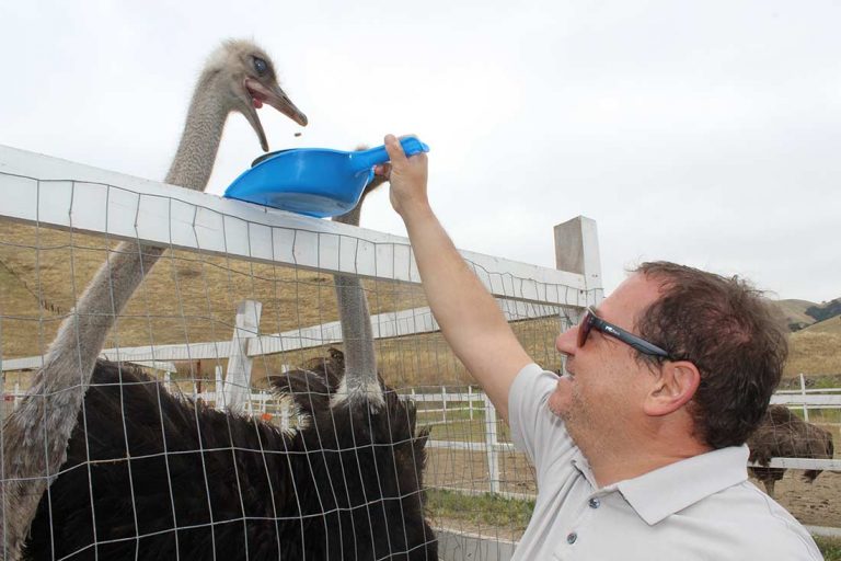 Ostrich farm opens to the public
