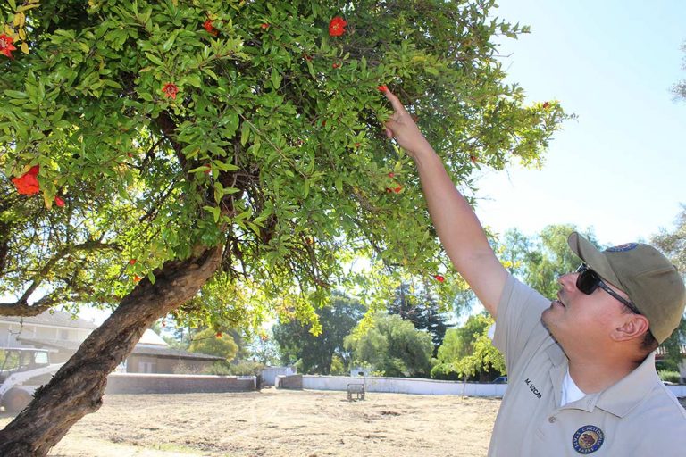 Returning to its roots