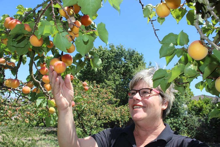 Farm celebrates nine decades of apricots