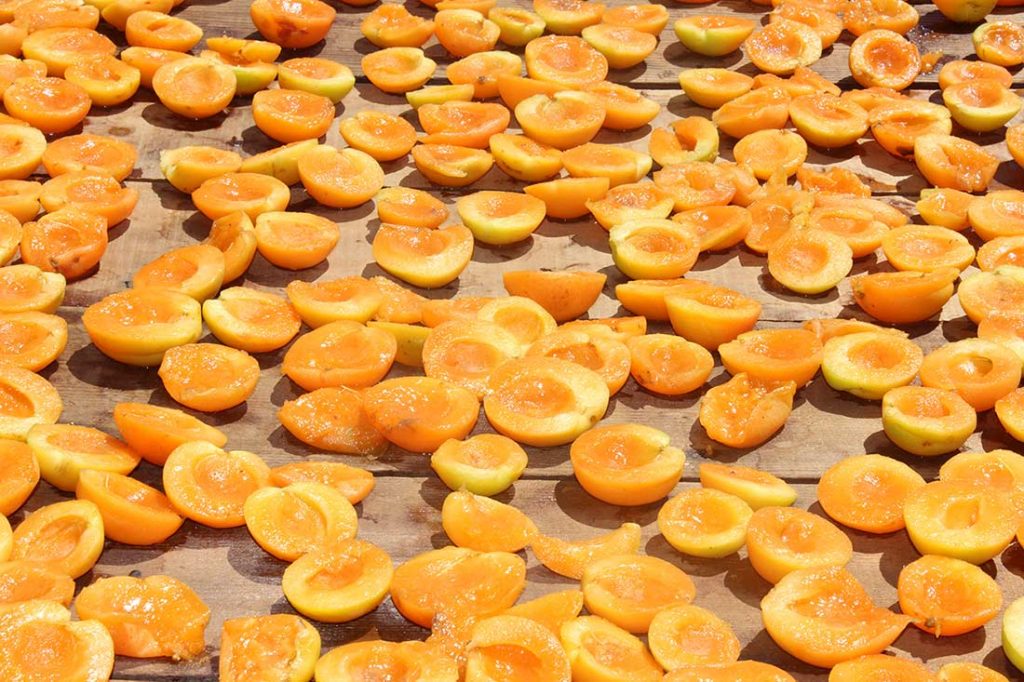 Farm celebrates nine decades of apricots Hollister