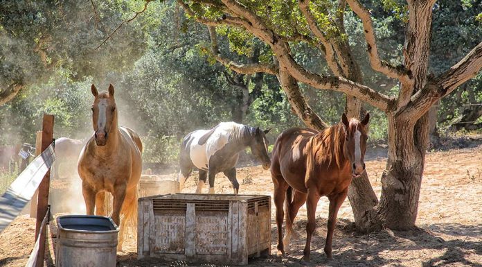 Rescue operation provides healing for horses and people alike