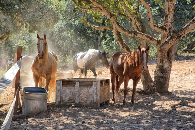 Rescue operation provides healing for horses and people alike