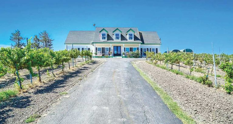 Vines in the foothills