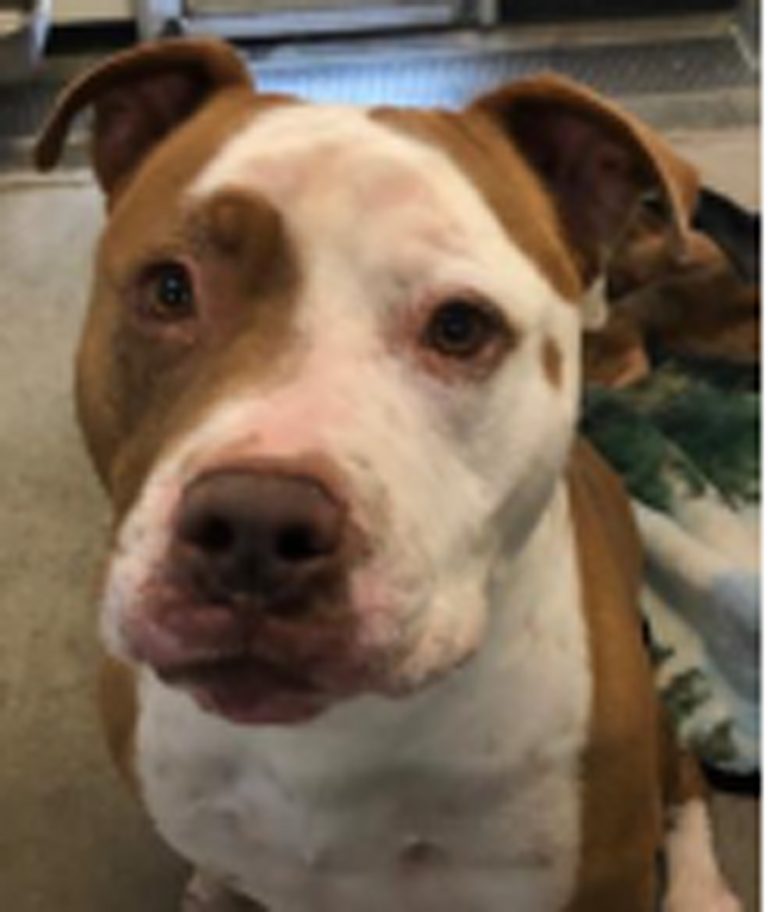 Court spares ‘dangerous dog’s’ life