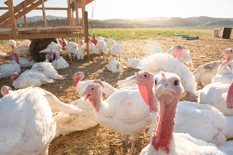 Paicines Ranch selling turkeys in time for Thanksgiving